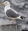 juvenile LBBG in October, ringed in Norway. (131273 bytes)